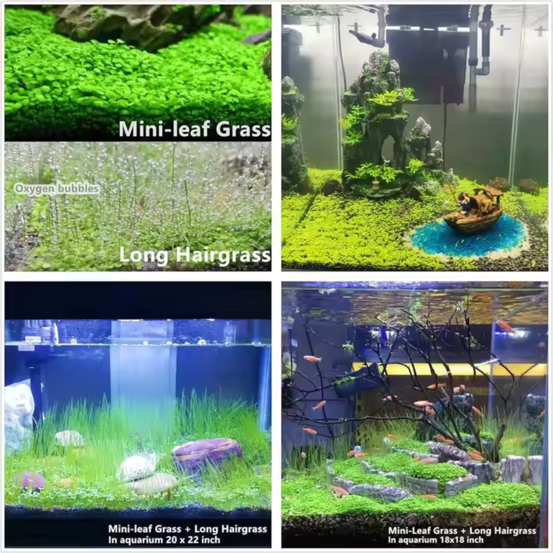 Aquarium Plants Seeds | BUY 1 GET 1 FREE