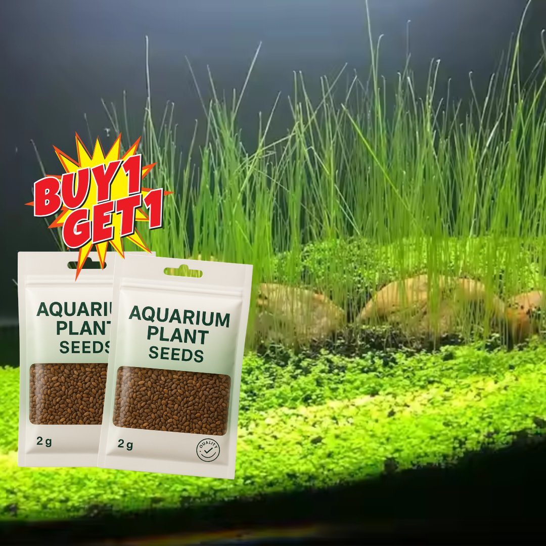 Aquarium Plants Seeds | BUY 1 GET 1 FREE