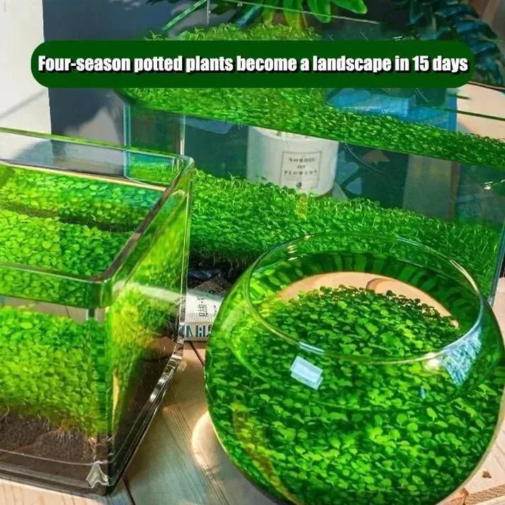 Aquarium Plants Seeds | BUY 1 GET 1 FREE