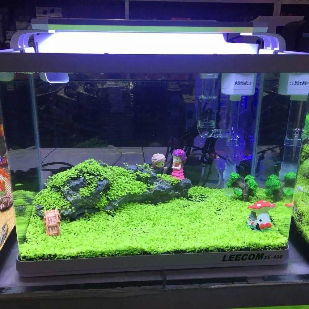 Aquarium Plants Seeds | BUY 1 GET 1 FREE